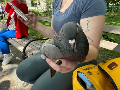 NYC has pigeon people, and people who poo-poo pigeons: Understanding 'rats with wings'
